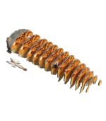 EUGY DESERT SPADEFOOT TOAD - Imagen 5