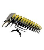 EUGY HERCULES BEETLE - Imagen 5