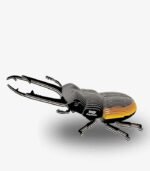 EUGY STAG BEETLE - Imagen 3