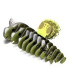 EUGY TRICERA - Imagen 6