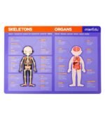 TABLERO MAGNÉTICO - PUZLE DE ANATOMÍA - Imagen 3